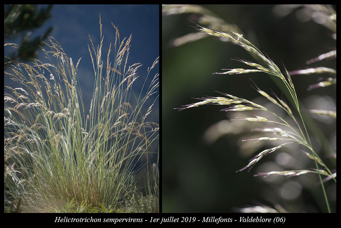 Helictotrichon sempervirens